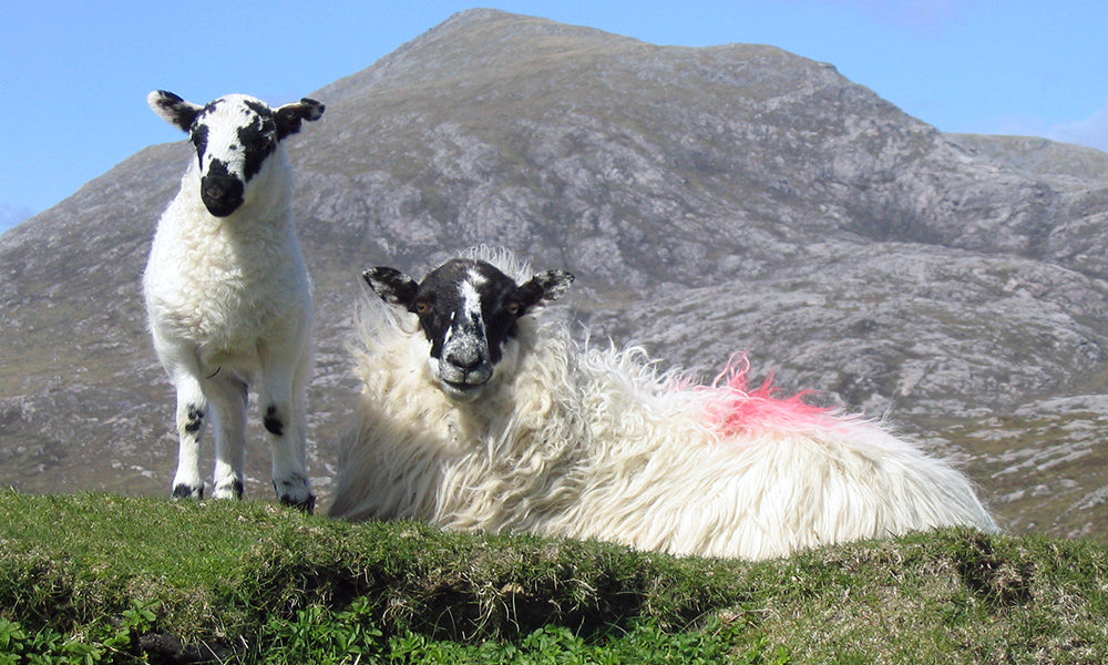 OUR GUIDE TO THE WONDERS OF WOOL